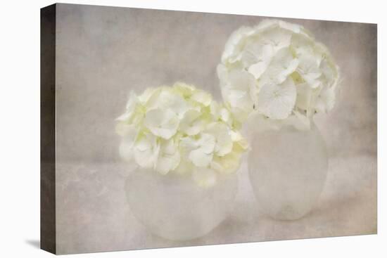 White Hortensia Still Life-Cora Niele-Stretched Canvas