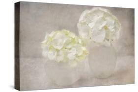 White Hortensia Still Life-Cora Niele-Stretched Canvas