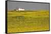 White House above Sunflower Field in Spain-Julianne Eggers-Framed Stretched Canvas