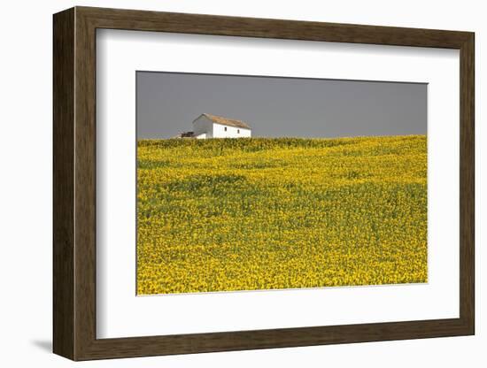 White House above Sunflower Field in Spain-Julianne Eggers-Framed Photographic Print