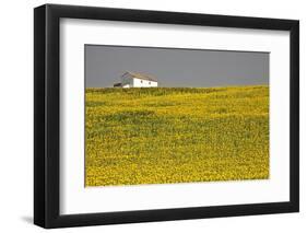 White House above Sunflower Field in Spain-Julianne Eggers-Framed Photographic Print