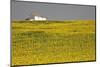 White House above Sunflower Field in Spain-Julianne Eggers-Mounted Photographic Print