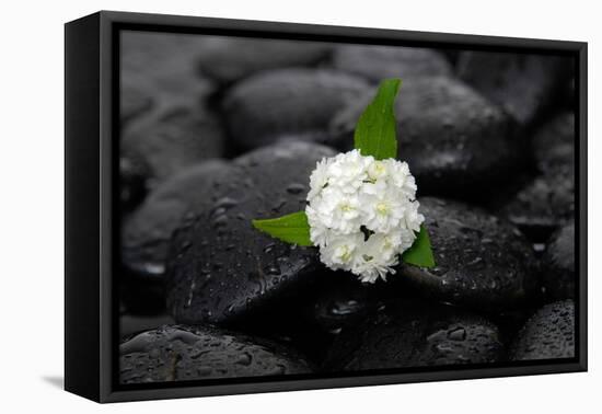 White Hydrangea and Wet Stones-crystalfoto-Framed Stretched Canvas