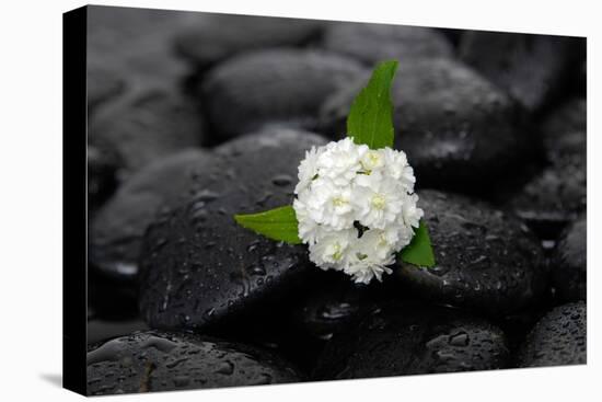 White Hydrangea and Wet Stones-crystalfoto-Stretched Canvas