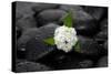 White Hydrangea and Wet Stones-crystalfoto-Stretched Canvas
