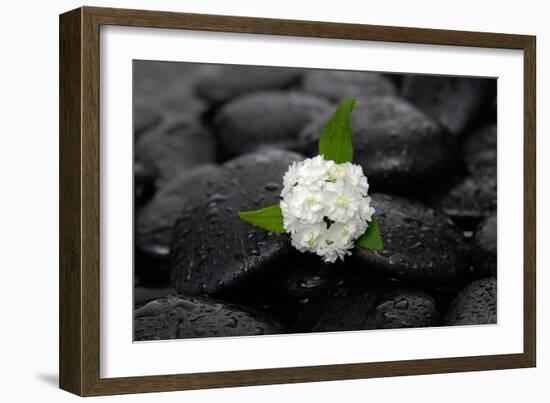 White Hydrangea and Wet Stones-crystalfoto-Framed Photographic Print