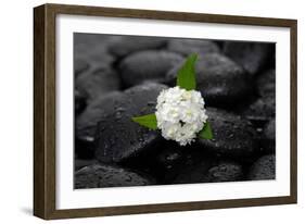 White Hydrangea and Wet Stones-crystalfoto-Framed Photographic Print