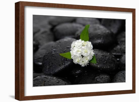 White Hydrangea and Wet Stones-crystalfoto-Framed Photographic Print