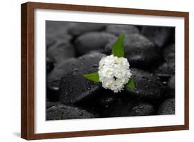 White Hydrangea and Wet Stones-crystalfoto-Framed Photographic Print