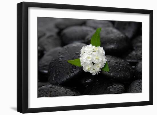 White Hydrangea and Wet Stones-crystalfoto-Framed Photographic Print