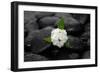 White Hydrangea and Wet Stones-crystalfoto-Framed Photographic Print