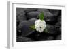 White Hydrangea and Wet Stones-crystalfoto-Framed Photographic Print