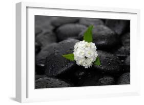 White Hydrangea and Wet Stones-crystalfoto-Framed Photographic Print