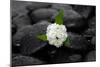 White Hydrangea and Wet Stones-crystalfoto-Mounted Photographic Print