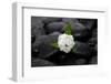 White Hydrangea and Wet Stones-crystalfoto-Framed Photographic Print