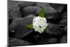 White Hydrangea and Wet Stones-crystalfoto-Mounted Photographic Print
