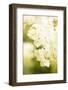 White Hydrangea on a bright green background-Paivi Vikstrom-Framed Photographic Print