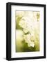 White Hydrangea on a bright green background-Paivi Vikstrom-Framed Photographic Print