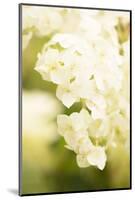 White Hydrangea on a bright green background-Paivi Vikstrom-Mounted Photographic Print