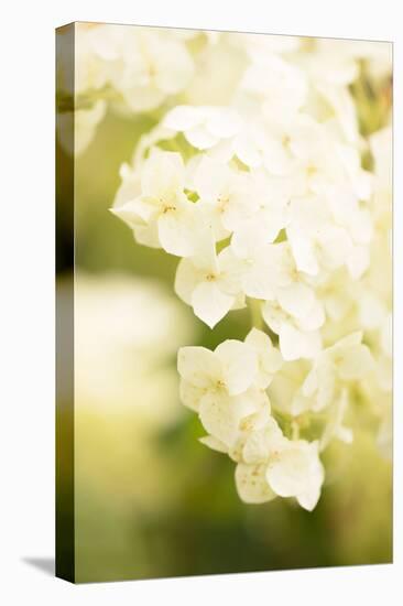 White Hydrangea on a bright green background-Paivi Vikstrom-Stretched Canvas