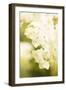 White Hydrangea on a bright green background-Paivi Vikstrom-Framed Photographic Print