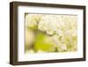 White Hydrangea on bright green background-Paivi Vikstrom-Framed Photographic Print