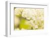 White Hydrangea on bright green background-Paivi Vikstrom-Framed Photographic Print