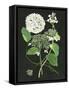 White Hydrangea Study I-Melissa Wang-Framed Stretched Canvas