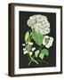 White Hydrangea Study II-Melissa Wang-Framed Art Print