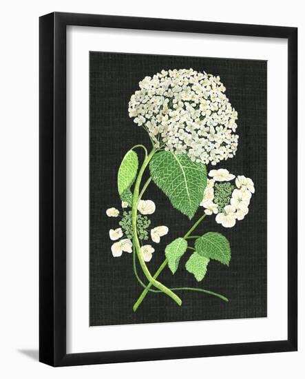 White Hydrangea Study II-Melissa Wang-Framed Art Print