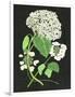 White Hydrangea Study II-Melissa Wang-Framed Art Print