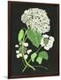 White Hydrangea Study II-Melissa Wang-Framed Art Print