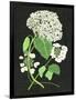 White Hydrangea Study II-Melissa Wang-Framed Art Print