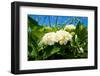 White Hydrangea-YuliaB-Framed Photographic Print