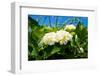 White Hydrangea-YuliaB-Framed Photographic Print