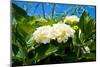 White Hydrangea-YuliaB-Mounted Photographic Print