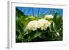 White Hydrangea-YuliaB-Framed Photographic Print