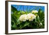 White Hydrangea-YuliaB-Framed Photographic Print