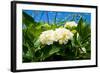 White Hydrangea-YuliaB-Framed Photographic Print