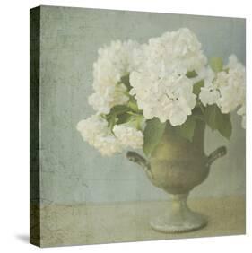 White Hydrangeas-Shana Rae-Stretched Canvas