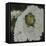 White Hydrengea-Farrell Douglass-Framed Stretched Canvas