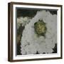 White Hydrengea-Farrell Douglass-Framed Giclee Print