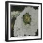 White Hydrengea-Farrell Douglass-Framed Giclee Print
