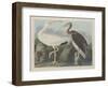 White Ibis, 1834-John James Audubon-Framed Premium Giclee Print