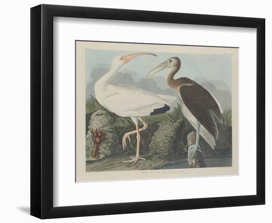 White Ibis, 1834-John James Audubon-Framed Premium Giclee Print