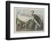 White Ibis, 1834-John James Audubon-Framed Premium Giclee Print