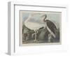 White Ibis, 1834-John James Audubon-Framed Premium Giclee Print