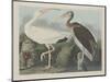 White Ibis, 1834-John James Audubon-Mounted Premium Giclee Print