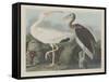 White Ibis, 1834-John James Audubon-Framed Stretched Canvas