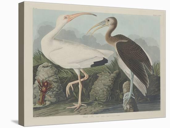 White Ibis, 1834-John James Audubon-Stretched Canvas